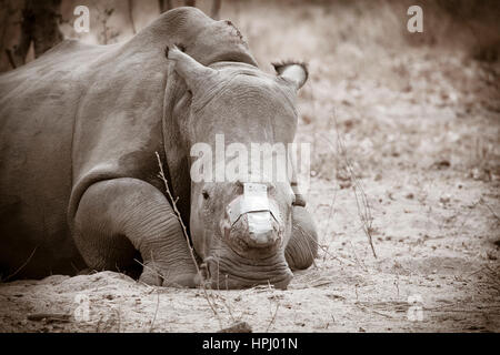 Un rhinocéros unicornes (rhino) couché dans le sable au Hoedspruit Endangered Species Centre Banque D'Images