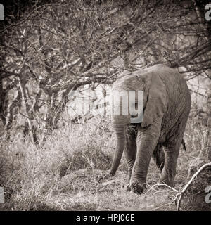 Une image en noir et blanc d'une brousse africaine, la marche de l'éléphant dans la brousse africaine (traitement artistique) Banque D'Images