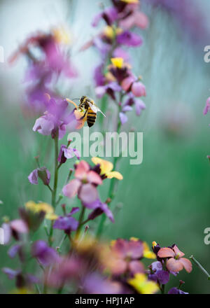 L'erysimum bowles giroflée mauve avec l'alimentation, de l'abeille fond vert doux en anglais Spring garden Banque D'Images