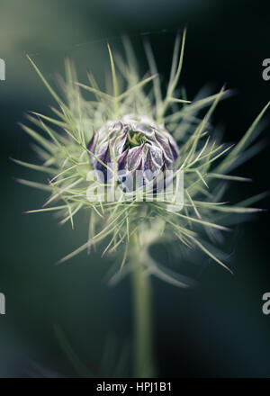 L'amour blanc et bleu dans une brume fleur sur un fond vert hors foyer Banque D'Images