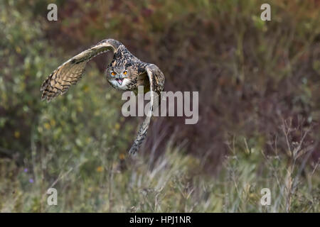 Eagle owl turkmène Banque D'Images