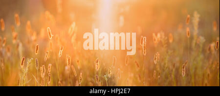 Close Up meadow grass en jaune soleil et Bokeh, Boke Arrière-plan. Plus tard l'été ou au début de l'automne. Coucher du soleil lever de soleil sur l'herbe prés de champ Banque D'Images