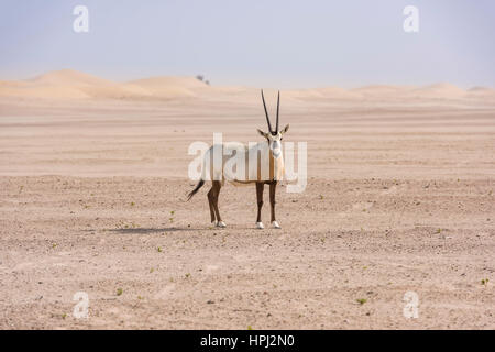 Oryx arabe unique dans le désert, Moyen-Orient Banque D'Images