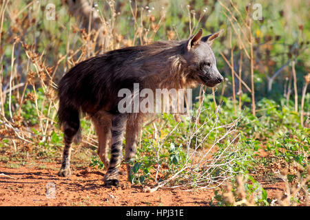 Hyène brune, (Parahyena brunnea), adulte, Kuruman, Kalahari, Northern Cape, Afrique du Sud, l'Afrique Banque D'Images