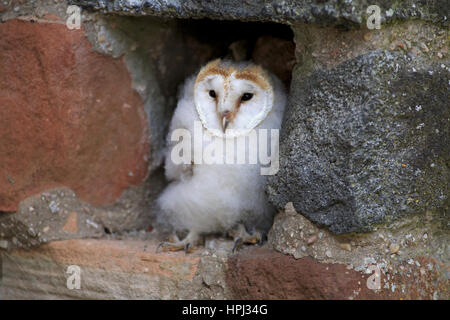 Effraie des clochers (Tyto alba), les jeunes, Pelm, Kasselburg, Eifel, Allemagne, Europe Banque D'Images