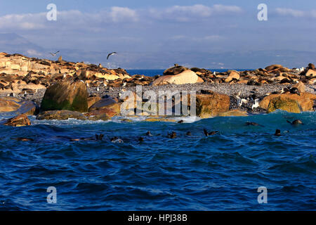 L'île Seal, colonie de phoques, Western Cape, Afrique du Sud, l'Afrique Banque D'Images