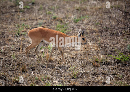 Steenbok Raphicerus campestris), (, mâle adulte, parc national Kruger, Afrique du Sud, l'Afrique Banque D'Images