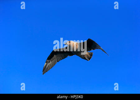 Skua subantarctique (Stercorarius antarcticus lonnbergi,), Brown Labbe, flying adultes, Cap de la Bonne Espérance, Afrique du Sud, l'Afrique Banque D'Images