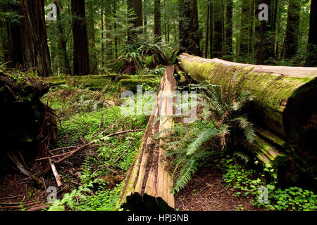 Fallen redwood et de fougères sur le sol de la forêt dans le Nord de la Californie, USA. Banque D'Images
