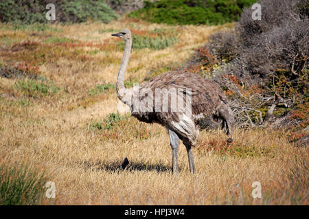 Autruche d'Afrique du Sud, (Struthio camelus australis), femelle adulte, Cap de la Bonne Espérance, Table Mountain Nationalpark, Western Cape, Afrique du Sud, Afr Banque D'Images