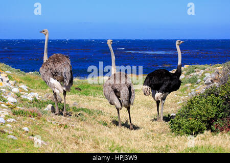 Autruche d'Afrique du Sud, (Struthio camelus australis), mâle et femelles, Cap de la Bonne Espérance, Table Mountain Nationalpark, Western Cape, Afrique du Sud Banque D'Images