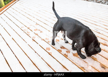 Chien staffordshire bull terrier noir de décisions empreintes dans la neige et la glace sur decking en bois. Il est sentir et goûter la neige. Banque D'Images
