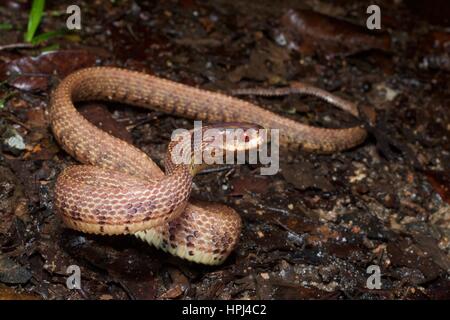 Une montagne Slug-serpent manger (Asthenodipsas vertebralis) dans une position défensive sur le sol de la forêt tropicale à Fraser's Hill, Pahang, Malaisie Banque D'Images