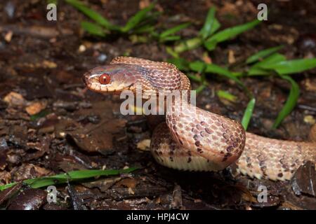 Une montagne Slug-serpent manger (Asthenodipsas vertebralis) dans une position défensive sur le sol de la forêt tropicale à Fraser's Hill, Pahang, Malaisie Banque D'Images