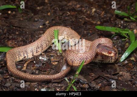 Une montagne Slug-serpent manger (Asthenodipsas vertebralis) dans une position défensive sur le sol de la forêt tropicale à Fraser's Hill, Pahang, Malaisie Banque D'Images