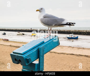 Seagull perché sur un traditionnel, style vintage télescope sur la mer. Herne Bay, Kent, UK. Banque D'Images