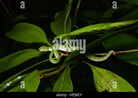 Un ciel vert Viper carénées de Bornéo (Tropidolaemus subannulatus) sur une branche dans la forêt tropicale de la péninsule Summit Pinehurst Golf & Country Club, Sarawak, l'Est de la Malaisie, Bornéo Banque D'Images