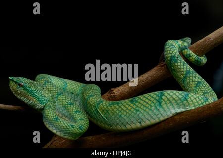 Un ciel vert Viper carénées de Bornéo (Tropidolaemus subannulatus) sur une branche dans la forêt tropicale de la péninsule Summit Pinehurst Golf & Country Club, Sarawak, l'Est de la Malaisie, Bornéo Banque D'Images