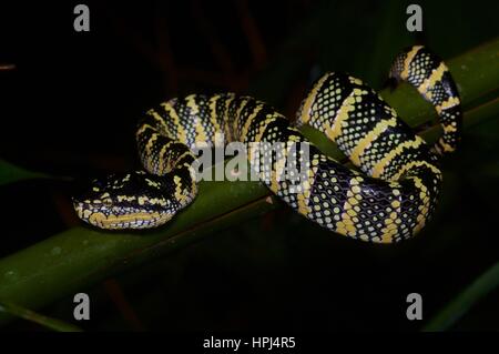 Une femelle adulte Wagler's Pit Viper (Tropidolaemus wagleri) sur une branche dans la forêt tropicale, la nuit, l'Ulu Semenyih, Selangor, Malaisie Banque D'Images