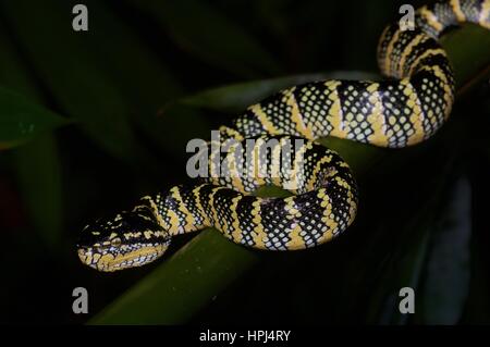 Une femelle adulte Wagler's Pit Viper (Tropidolaemus wagleri) sur une branche dans la forêt tropicale, la nuit, l'Ulu Semenyih, Selangor, Malaisie Banque D'Images