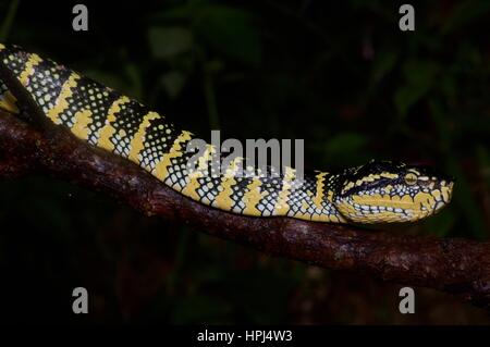 Une femelle adulte Wagler's Pit Viper (Tropidolaemus wagleri) sur une branche dans la forêt tropicale, la nuit, l'Ulu Semenyih, Selangor, Malaisie Banque D'Images