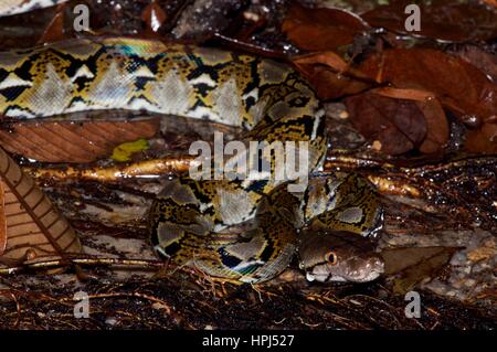 Un Python réticulé (Malayopython reticulatus) Partiellement immergé dans un ruisseau à Ulu Yam, Selangor, Malaisie Banque D'Images