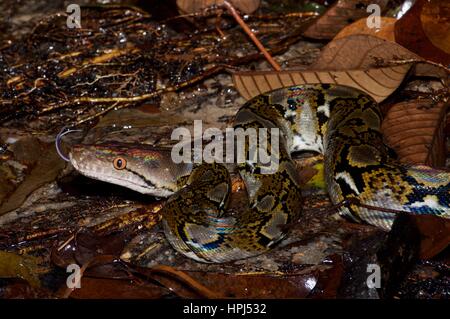 Un Python réticulé (Malayopython reticulatus) Partiellement immergé dans un ruisseau à Ulu Yam, Selangor, Malaisie Banque D'Images