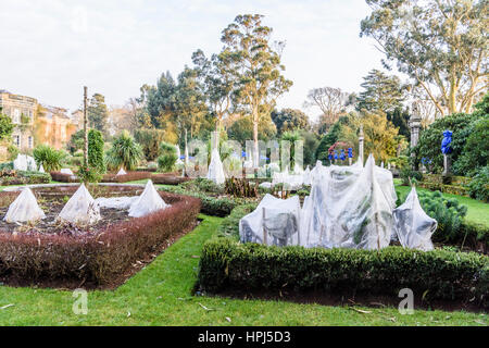 Les plantes dans un jardin couvert de paille et de laine pour les protéger contre le froid hivernal. Banque D'Images