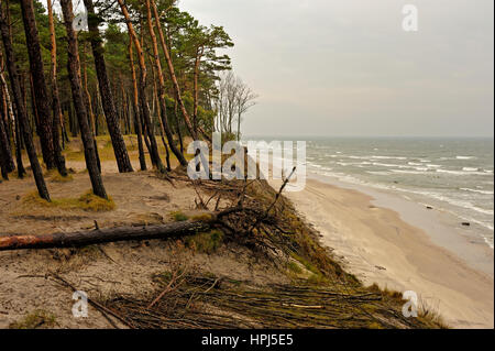 Cap hollandais, Ostsee, Lituanie. Banque D'Images