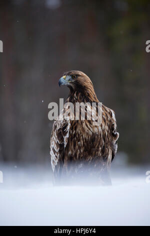 L'Aigle royal (Aquila chrysaetos) portrait debout dans la neige Banque D'Images