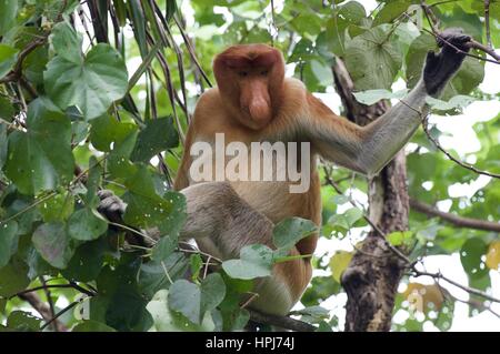 Un homme adulte Proboscis Monkey (Nasalis larvatus) pâturage dans un arbre au parc national de Bako, Sarawak, l'Est de la Malaisie, Bornéo Banque D'Images