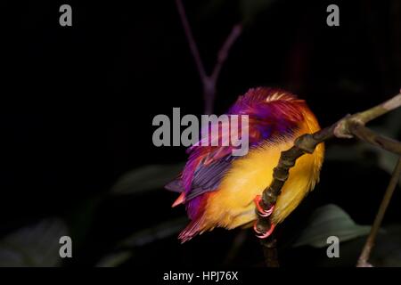 Un Bruant Nain-rufidorsa Ceyx (Kingfisher) dormir dans la forêt pluviale la nuit dans le Parc National de Kubah, Sarawak, l'Est de la Malaisie, Bornéo Banque D'Images