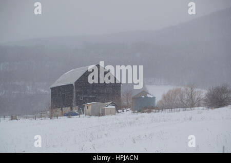 Les flocons de neige qui descend en face d'un toit en mansarde noire ancienne grange de l'Ontario situé sur une pente enneigée avec un fond de montagne couverte d'arbres. Banque D'Images