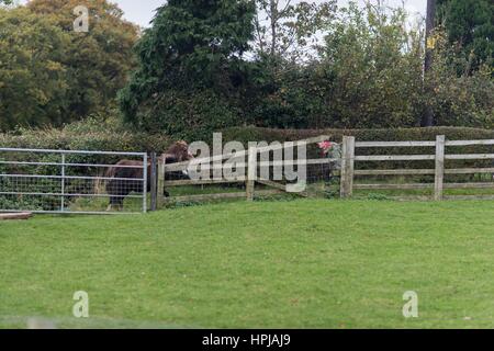 Pays de Galles, Royaume-Uni. Le 6 novembre 2016. Un cheval sans nom : un troupeau de poneys gallois Carneddau sont photographiés tels qu'ils sont en voiture depuis Snowdo Banque D'Images