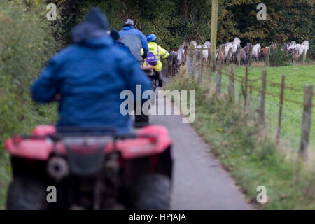 Pays de Galles, Royaume-Uni. Le 6 novembre 2016. Un cheval sans nom : un troupeau de poneys gallois Carneddau sont photographiés tels qu'ils sont en voiture depuis Snowdo Banque D'Images