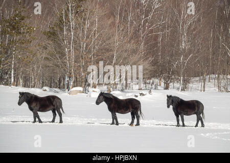 Trois chevaux noirs marcher dans leur champ de pâturage dans la neige avec des arbres derrière. Banque D'Images