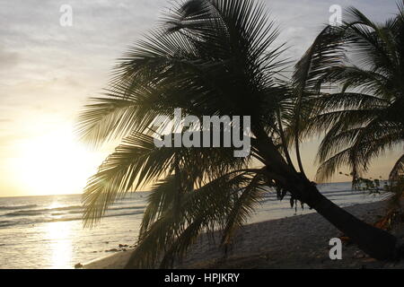 Palmiers suspendues sur la plage au coucher du soleil, Hasting, Barbade, Caraïbes. Banque D'Images