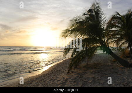 Palmiers suspendues sur la plage au coucher du soleil, Hasting, Barbade, Caraïbes. Banque D'Images