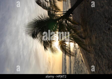 Palmiers suspendues sur la plage au coucher du soleil, Hasting, Barbade, Caraïbes. Banque D'Images