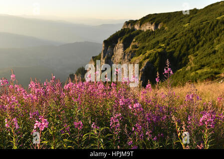 Violet et rose fleurs lupin dans les montagnes au coucher du soleil Banque D'Images