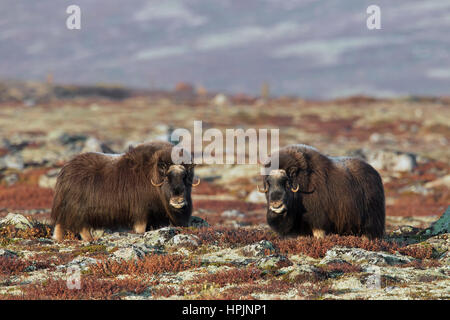 Deux Boeuf musqué (Ovibos moschatus) vaches sur la toundra à l'automne, le Parc National de Dovrefjell Sunndalsfjella, Norvège Banque D'Images