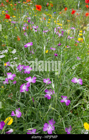 Gewöhnliche Kornrade Ackerrade Kornnelke,,, Kornrose, Agrostemma githago, maïs commun-cockle, corncockle, nielle des blés, la nielle, Ackerwildkr Banque D'Images