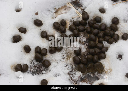 Rotwild, Rot-Wild Losung vom, Rot-Hirsch Edelhirsch Rothirsch,,, Cervus elaphus, Red Deer, Cerf élaphe Banque D'Images