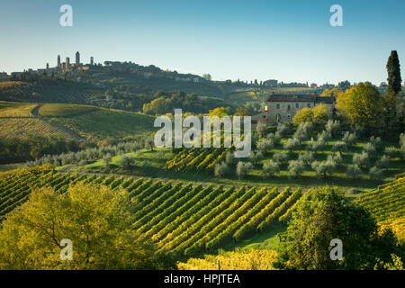 Vignes et d'oliviers et de campagne toscane ci-dessous San Gimignano, Toscane, Italie Banque D'Images
