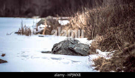 Albro Lake d'hiver recouvert de neige avec de l'herbe flétrie à Dartmouth Banque D'Images