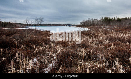 Albro Lake d'hiver recouvert de neige avec de l'herbe flétrie à Dartmouth Banque D'Images