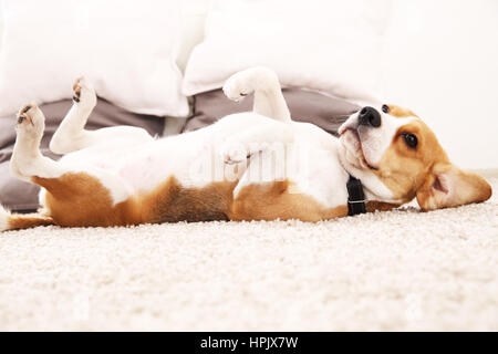 Beagle drôle à la maison. Chien allongé sur le tapis sur le dos. Chien avec de grandes oreilles. Banque D'Images