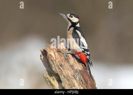 Great Spotted woodpecker (Picoides major, Dendrocopos major) d'hommes assis sur tronc d'arbre, Siegerland, Rhénanie du Nord-Westphalie Banque D'Images