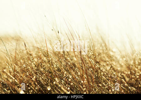 Des gouttes d'eau scintillent sur l'herbe de plage au coucher du soleil. Banque D'Images