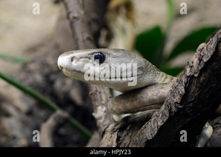 Le Mamba noir (Dendroaspis polylepis), portrait, l'Afrique, l'occurrence capitve Banque D'Images